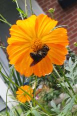 bee-in-garden