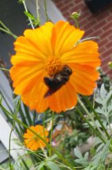 bee-in-garden