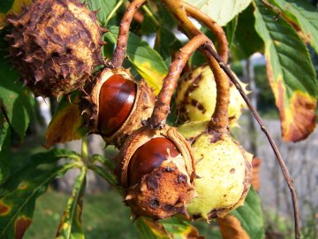 Buckeyes Ready to Fall, shown in their splitting husks, on the tree